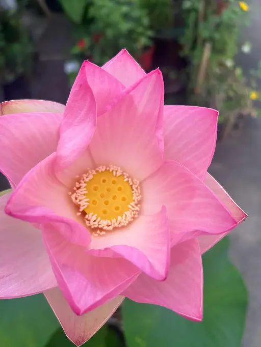 Lotus royal