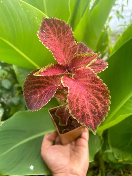 Coleus