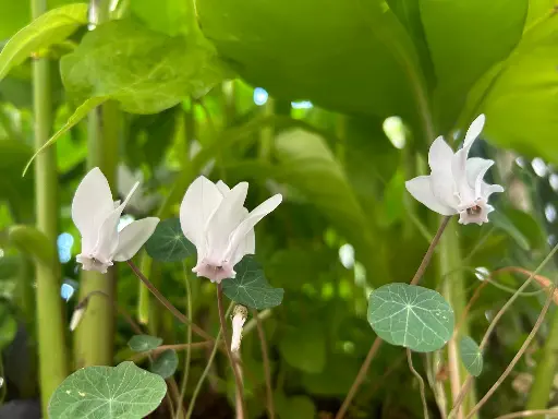 Cyclamen