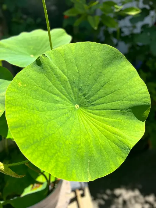 feuille de lotus royal