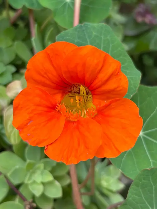fleur de capucine