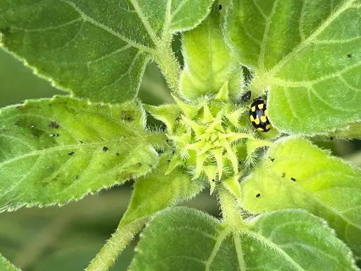 coccinelle