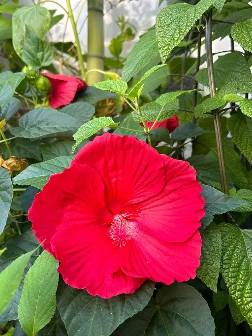 Hibiscus