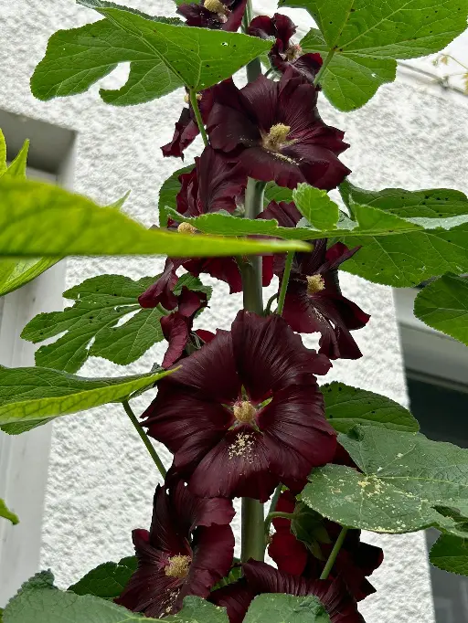 rose trémière noire