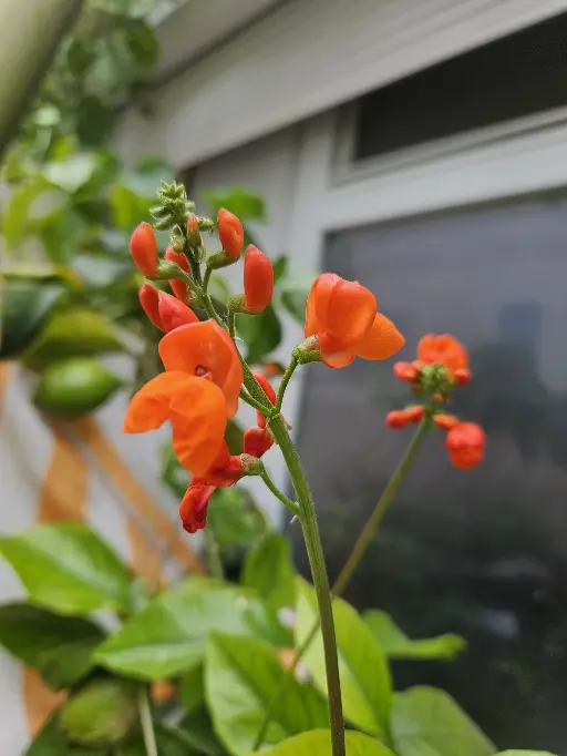 fleur de haricot