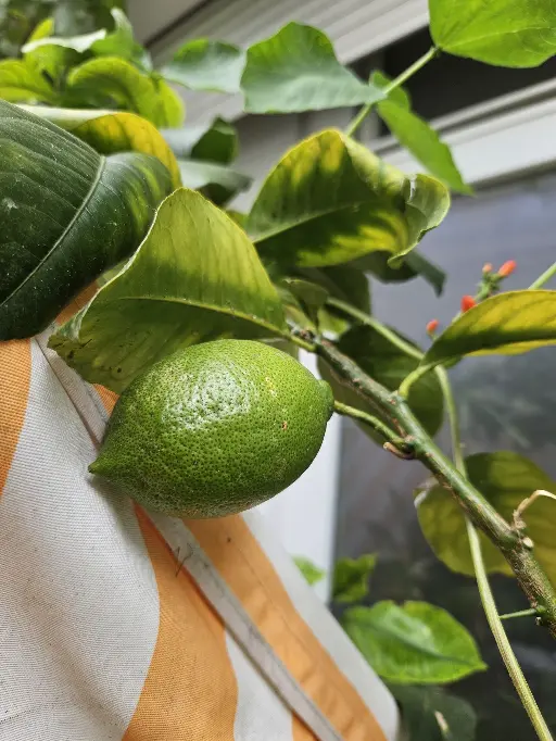 citron
