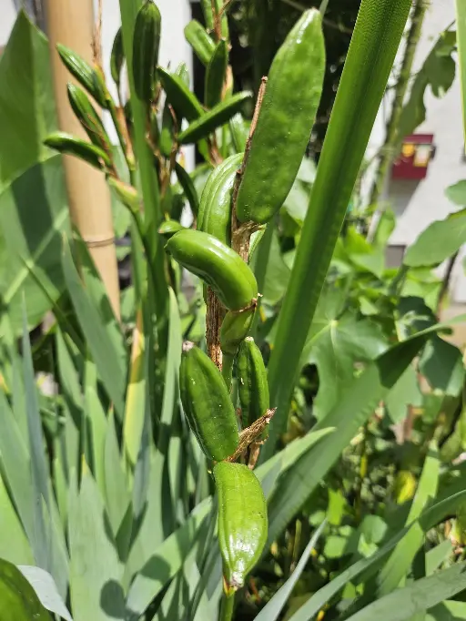 iris