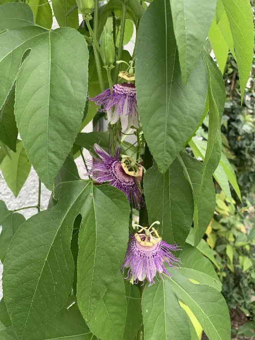 passiflore maypop