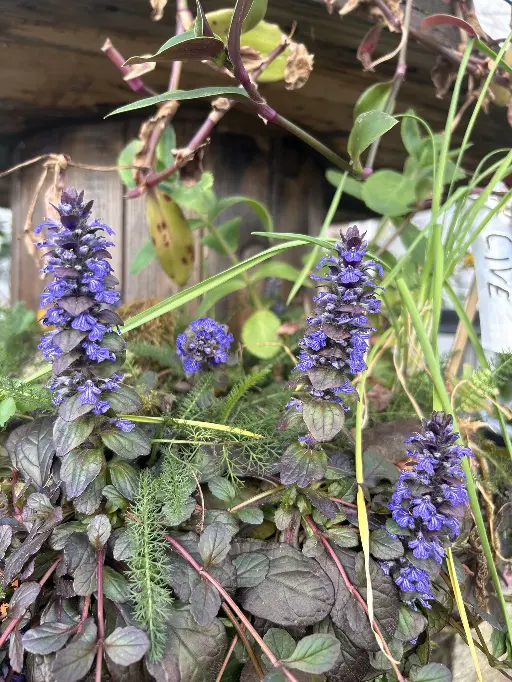 bugle en fleur