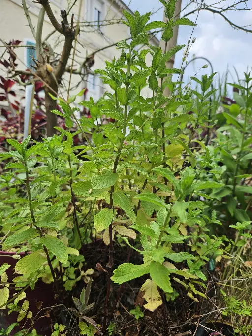 menthe
