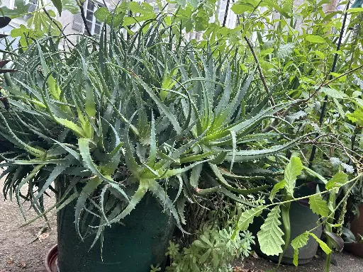 Aloe