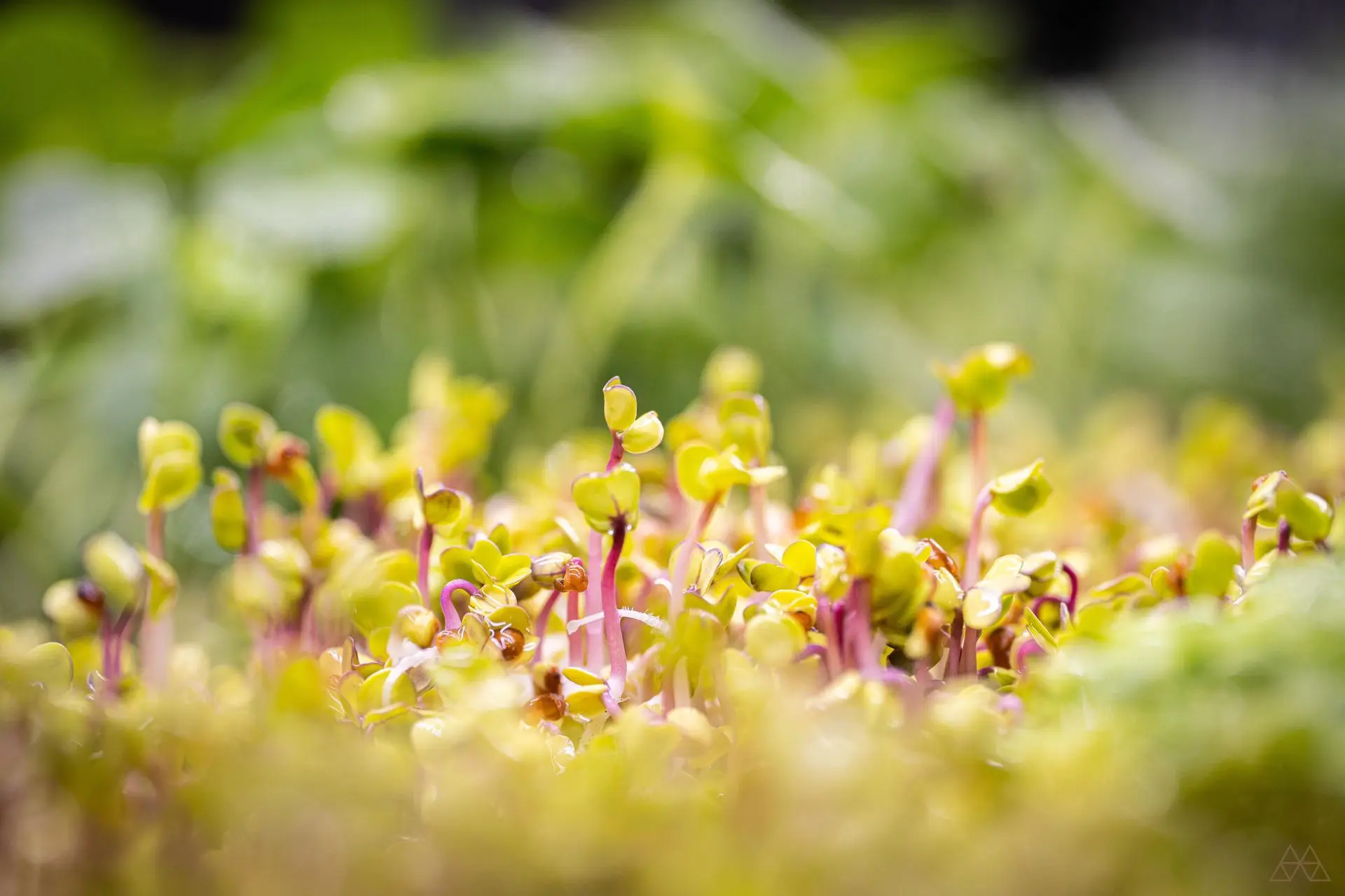 micro pousses wasabi