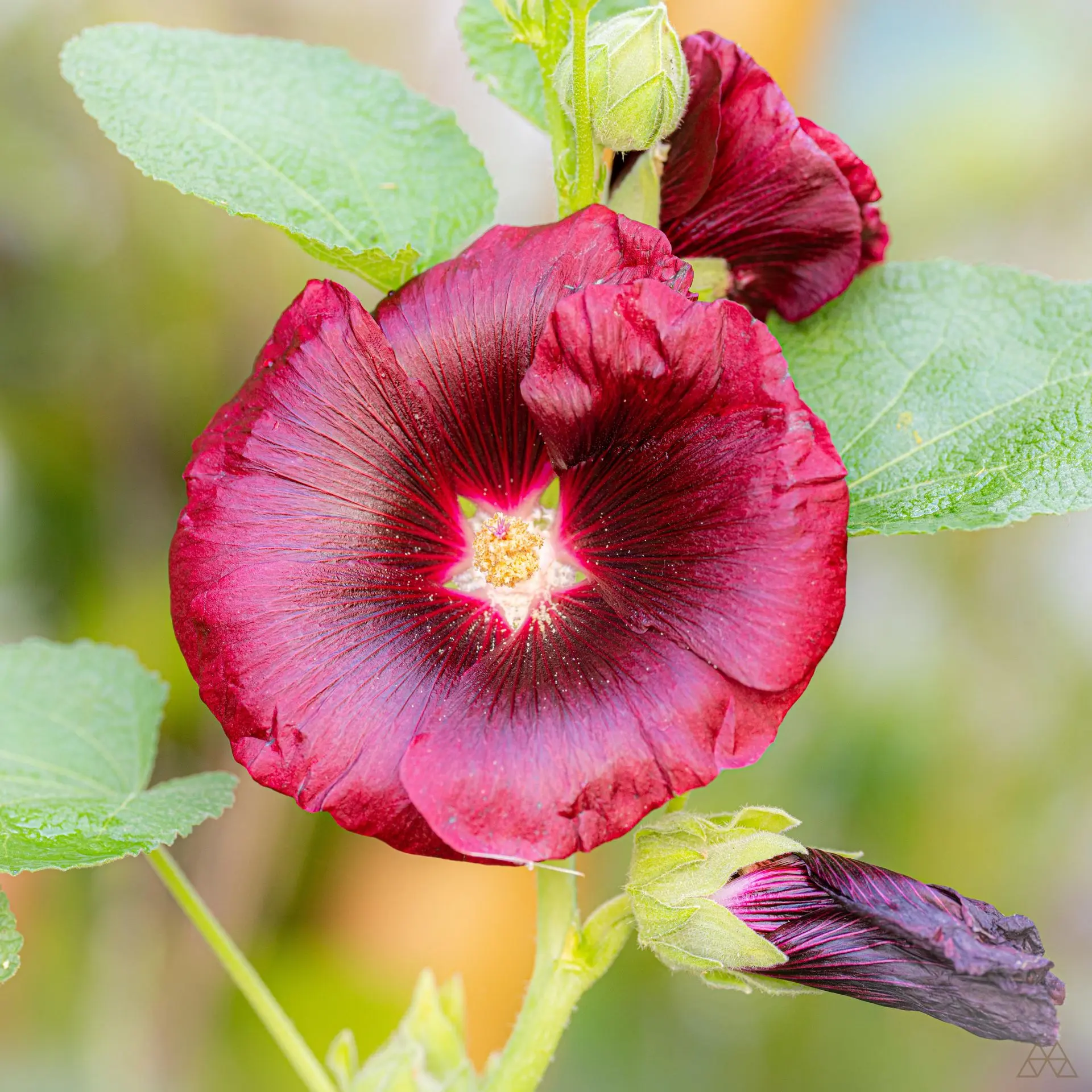 rose trémière