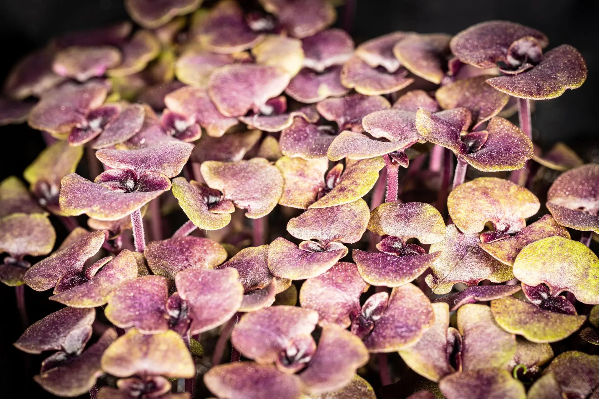 micro pousses basilic rouge