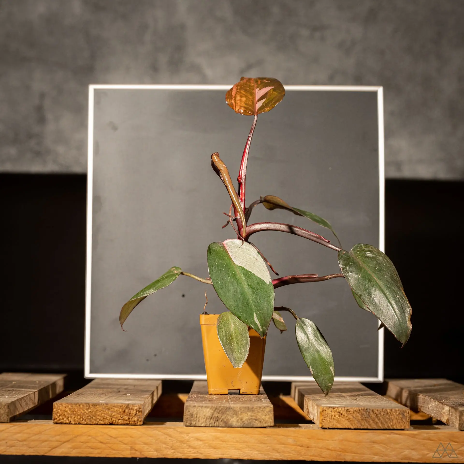 Philodendron