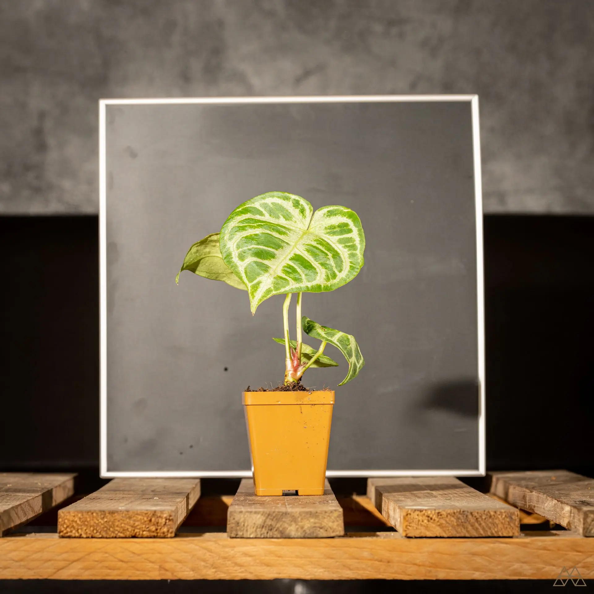 Anthurium