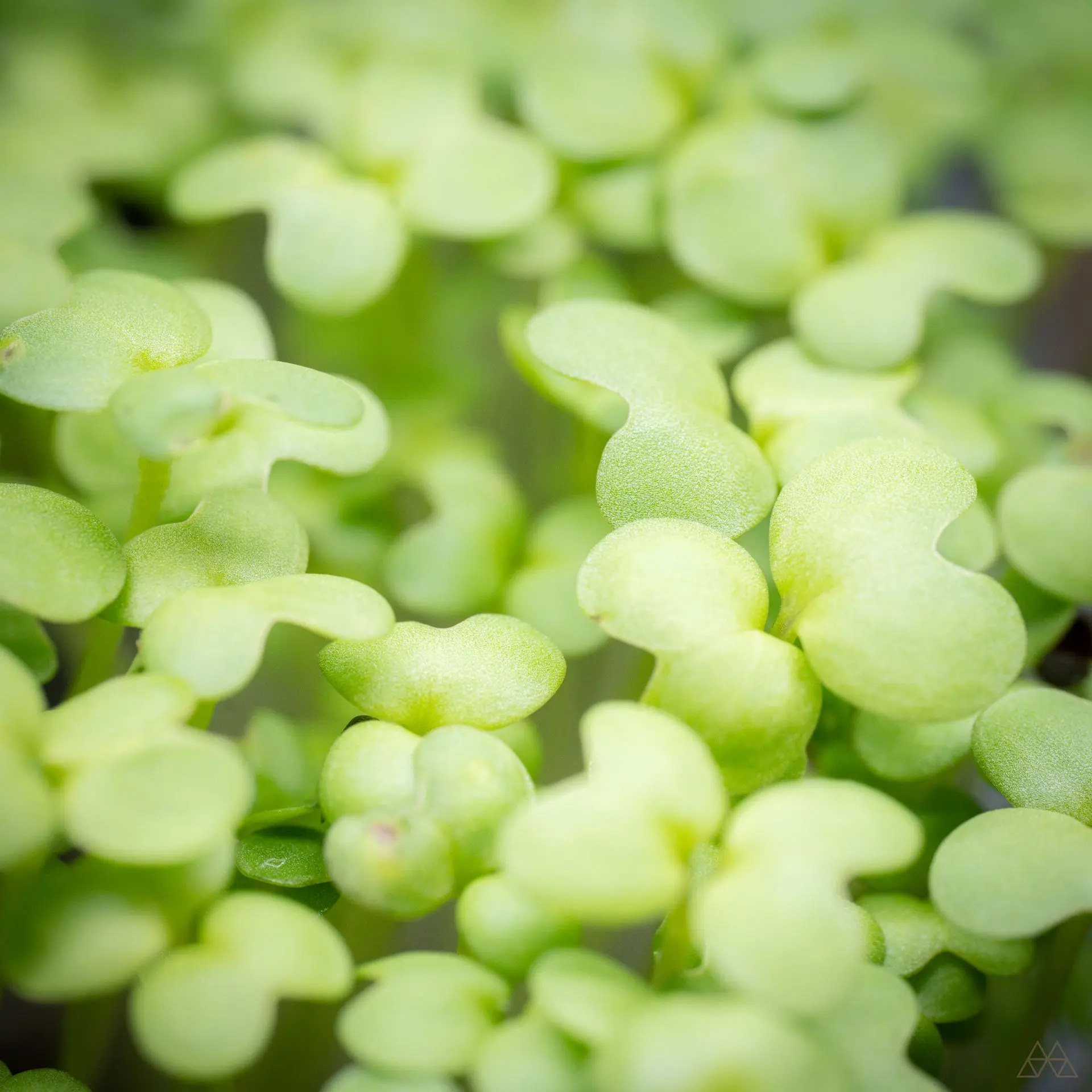 micro pousses wasabi