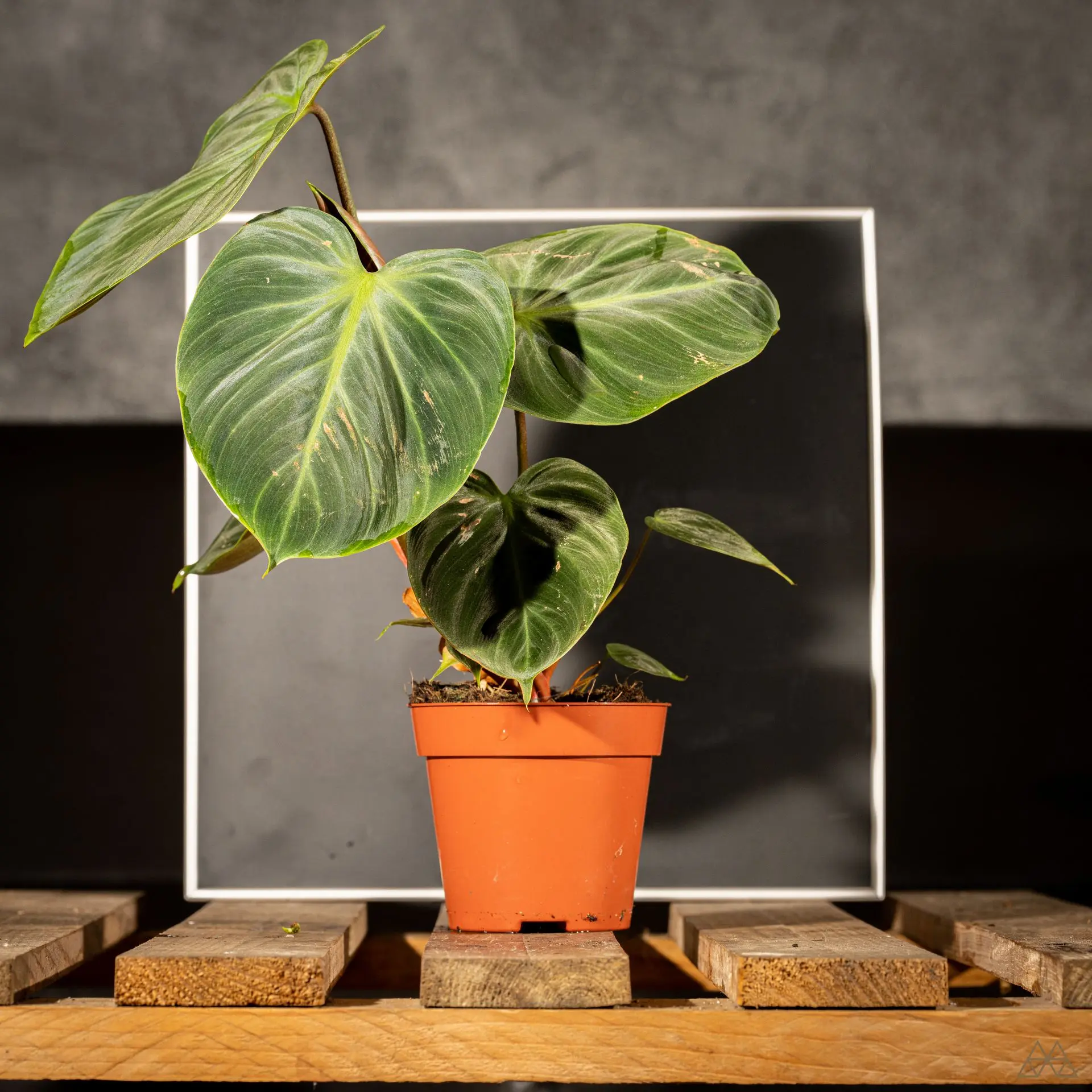 Philodendron el choco red