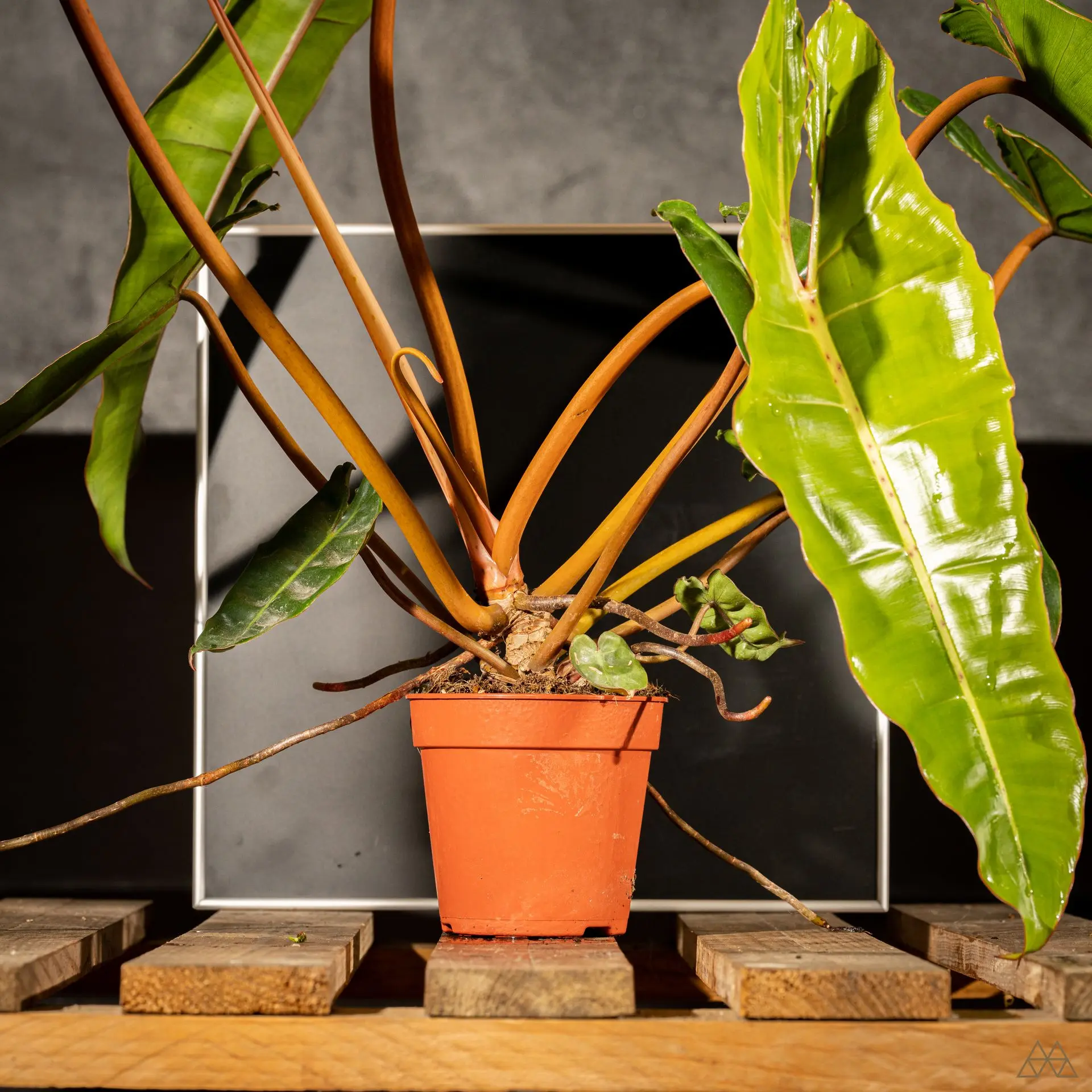 Philodendron Billietiae