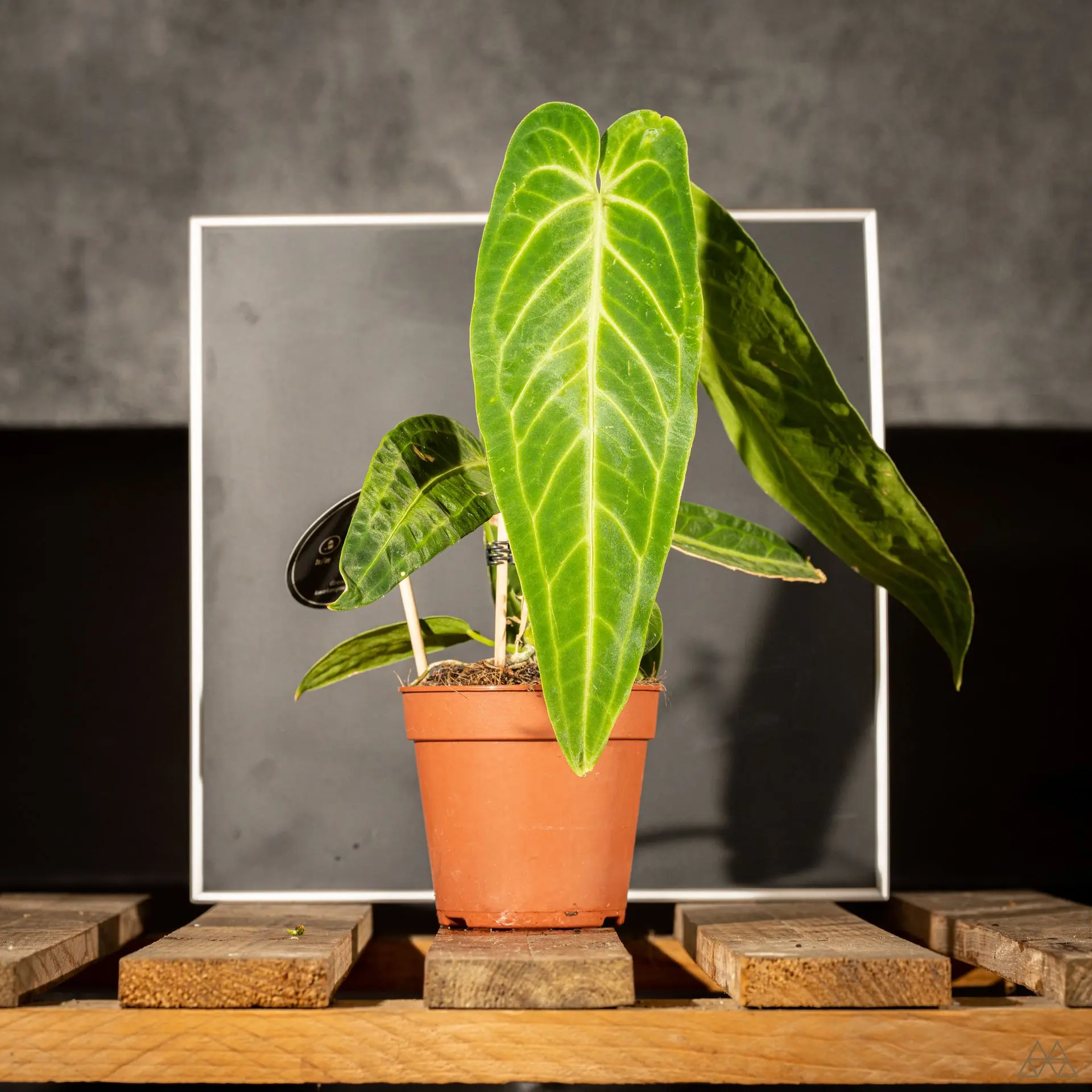 Anthurium warocqueanum