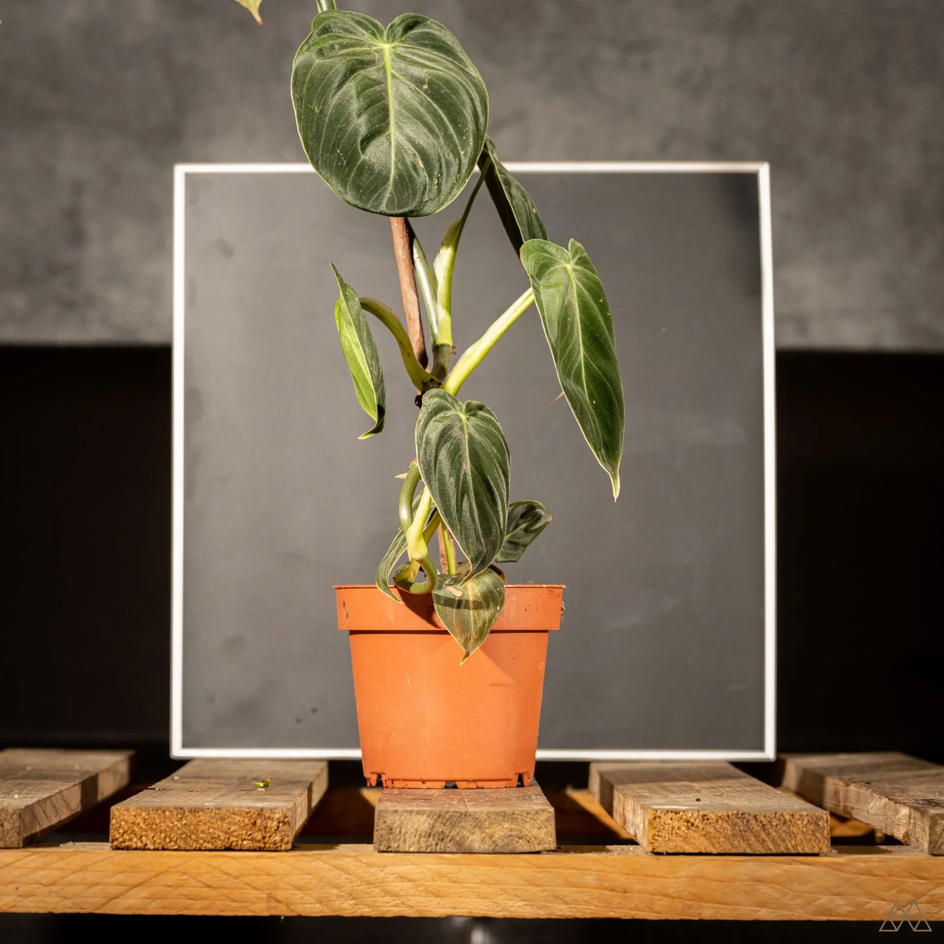 Philodendron