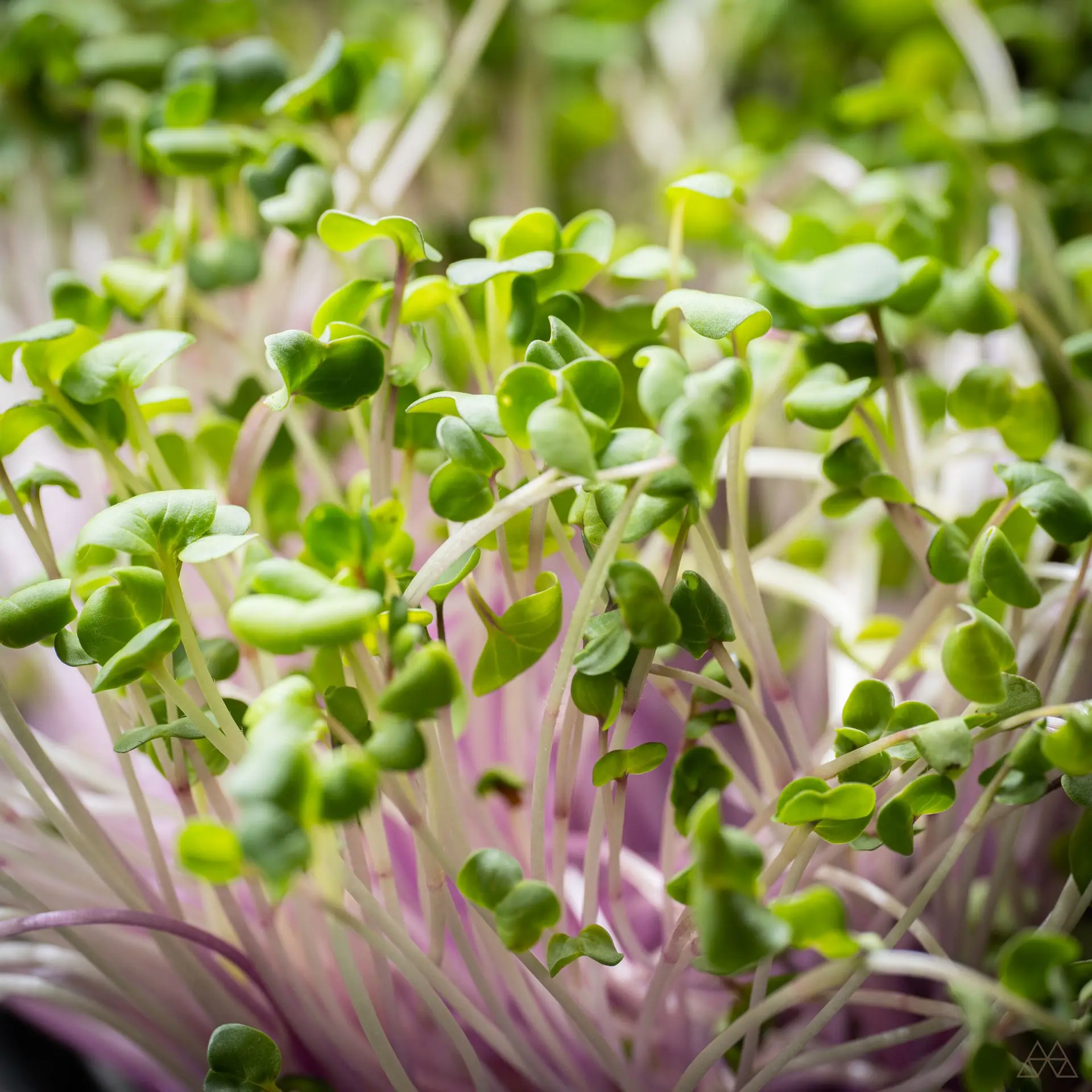 micropousse de wasabi