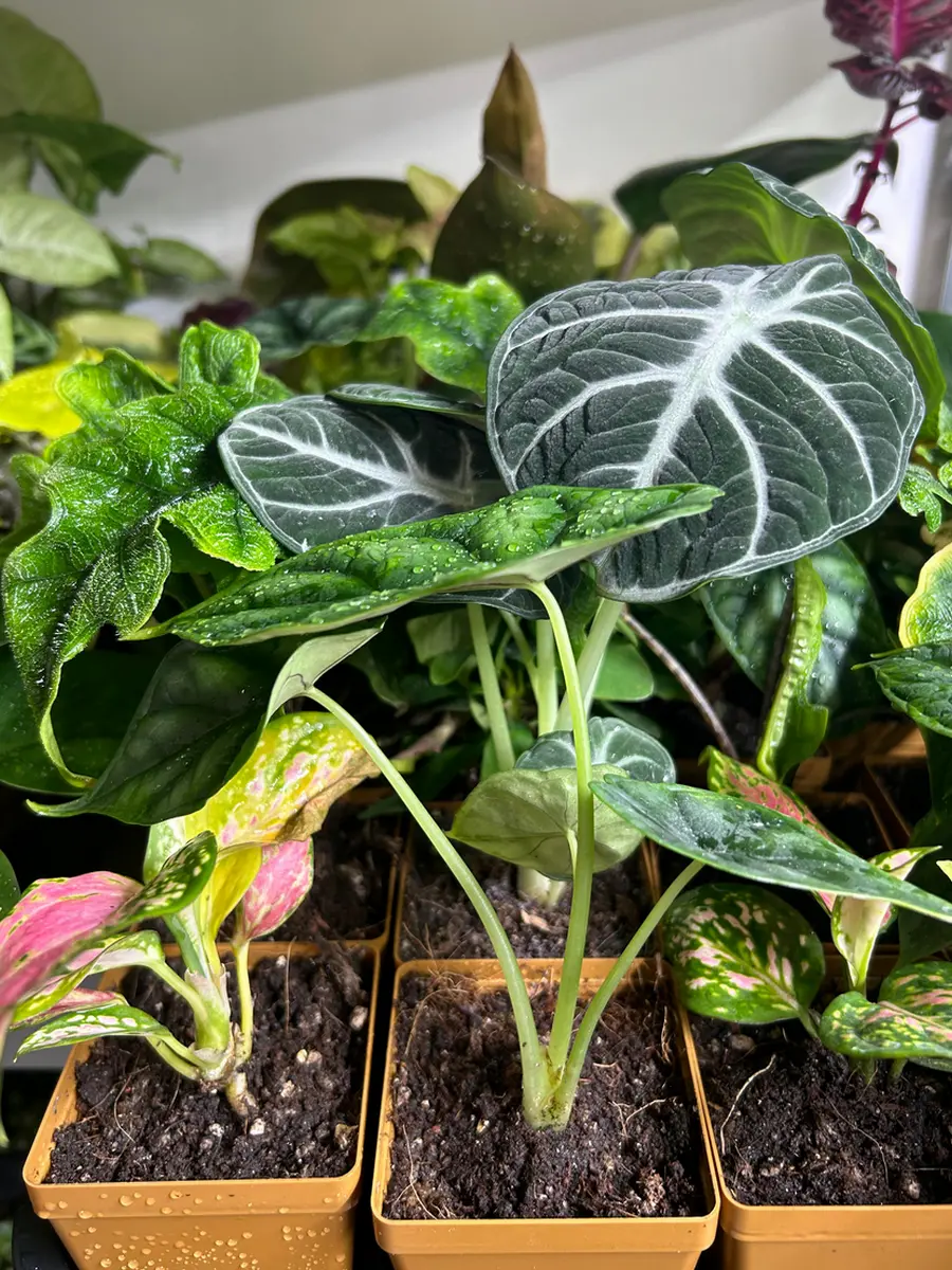 mini plantes de collection
