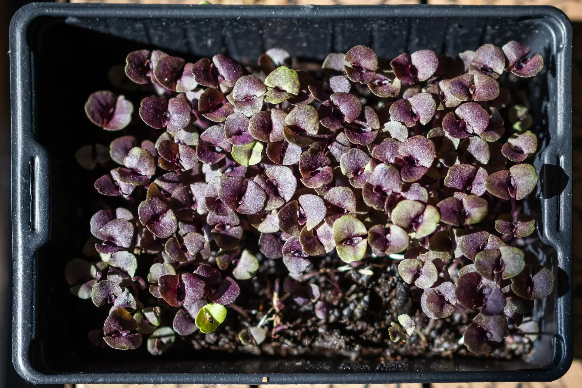 micro pousses basilic rouge