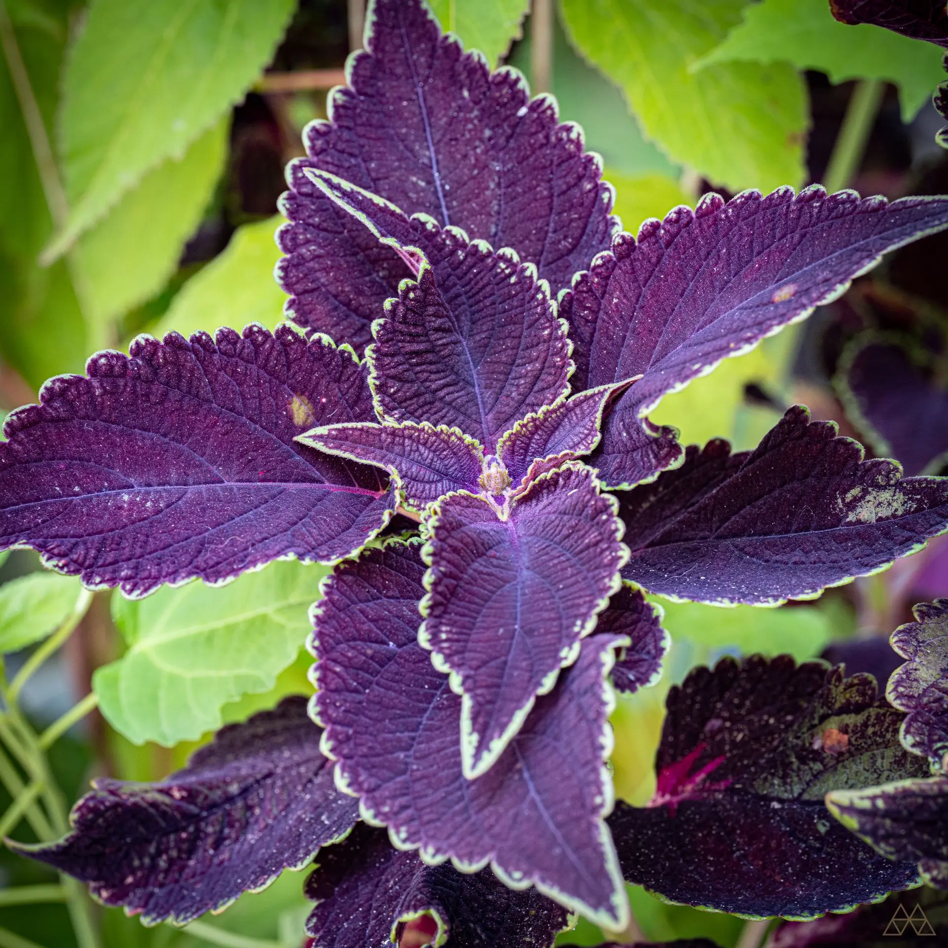 Coleus
