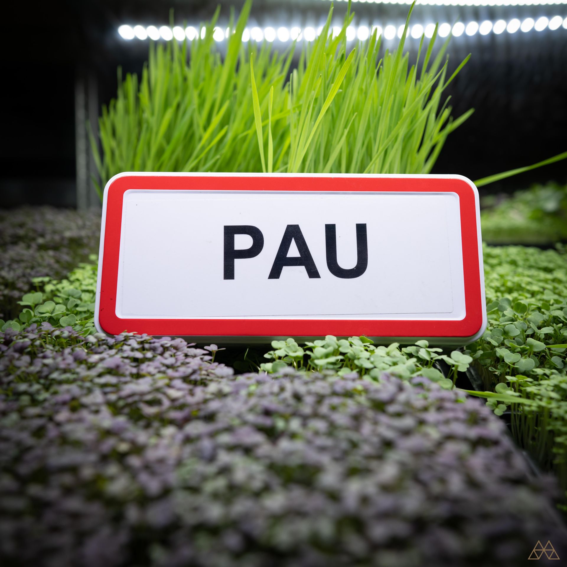 Pau