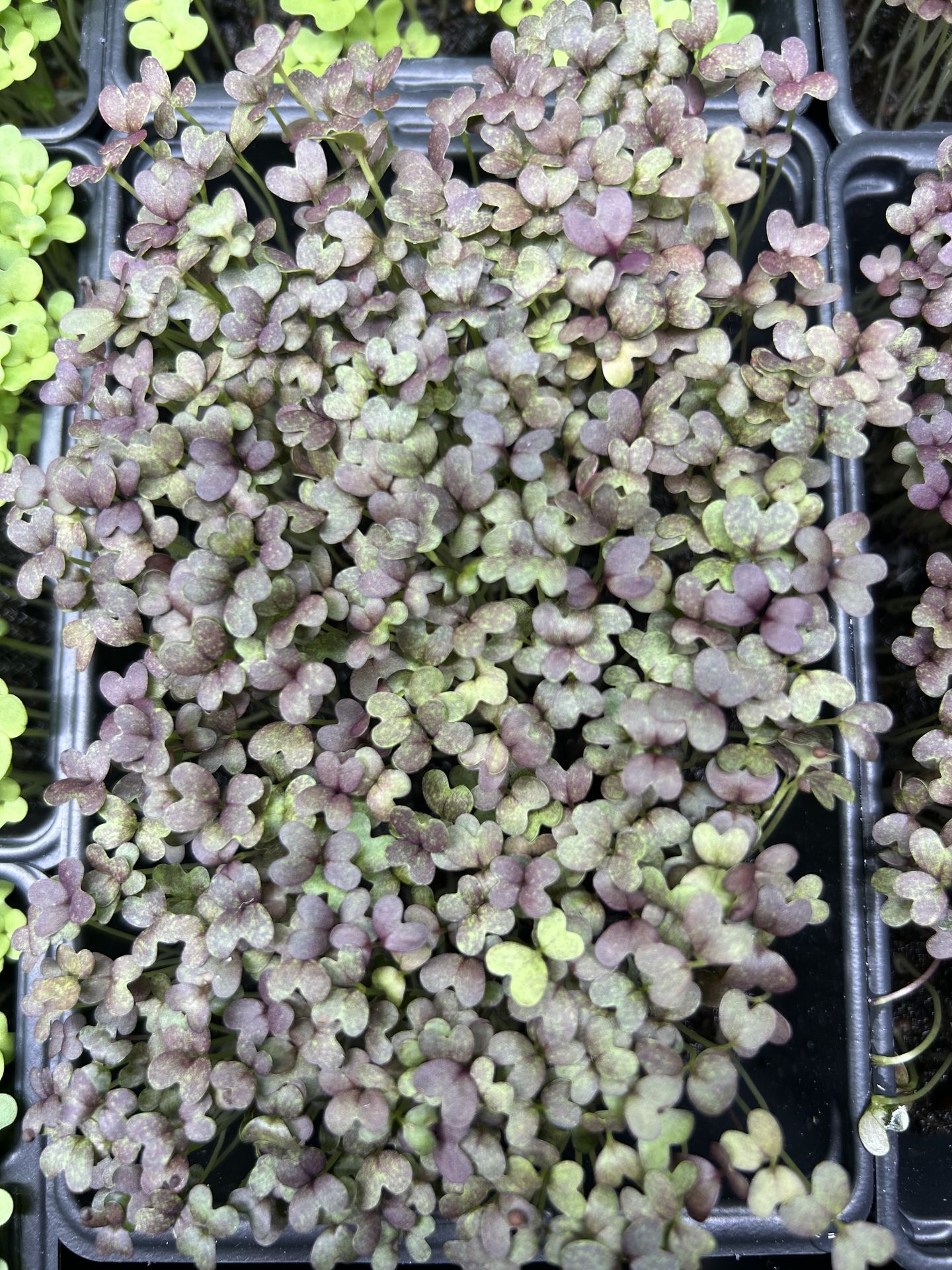 micro pousses de mizuna