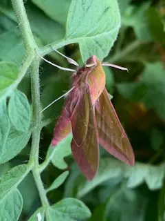 papillon