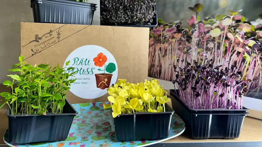 Box Surprise Micro Pousses