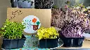 Box Surprise Micro Pousses