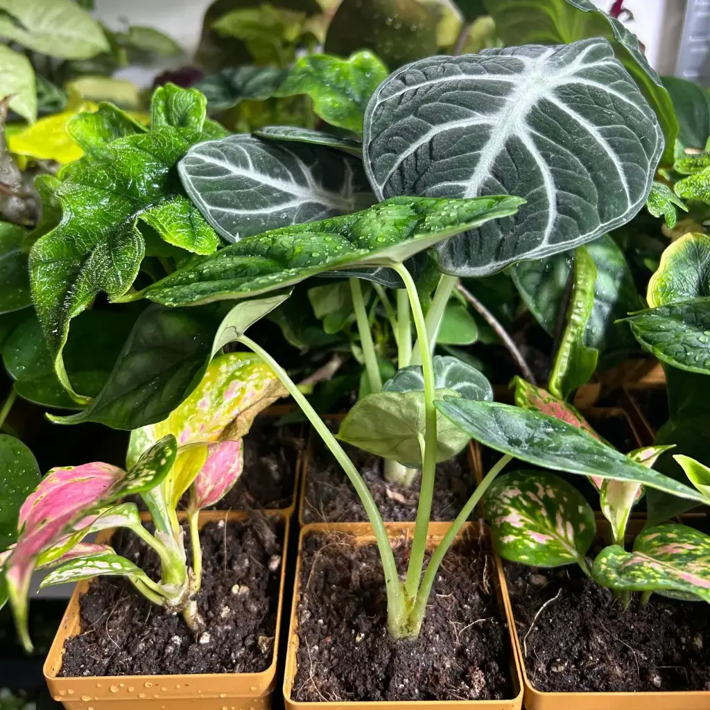 Mini plante rare