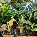Mini plante rare