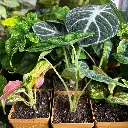 Abonnement collection : mini plante du mois
