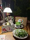 Box Surprise Micro Pousses