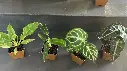 Mini plante rare