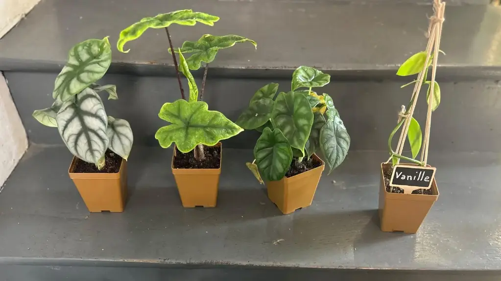 Abonnement collection : mini plante du mois
