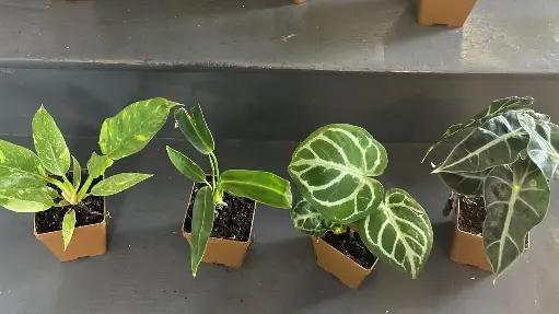 Mini plante rare