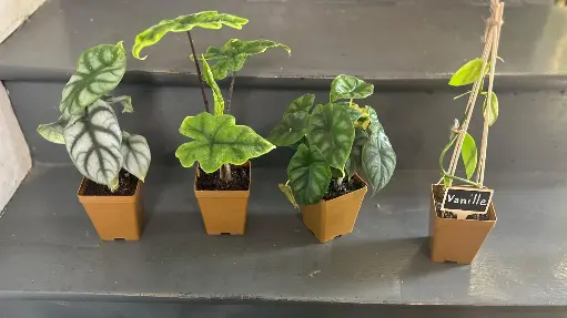 Abonnement collection : mini plante du mois