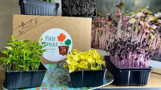 Abonnement : Box Surprise Micro Pousses